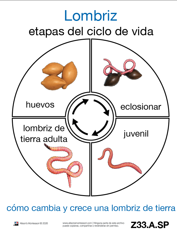Life Cycle of an Earth Worm Cards