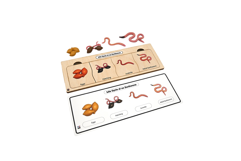 Life Cycle Set: Earthworm