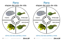Cartas del Ciclo de Vida de una Rana (Printed)