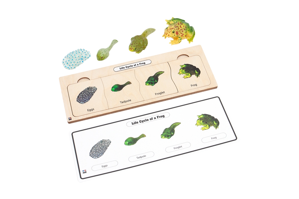 Life Cycle Set: Frog