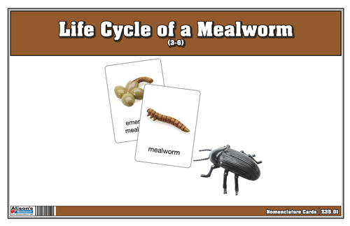 Life Cycle of a Meal Worm Nomenclature