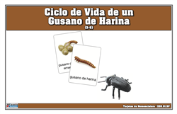 Tarjetas de Nomenclatura del Ciclo de Vida de un Gusano de la Harina (Printed)