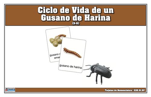 Life Cycle of a Meal Worm Nomenclature (Spanish)