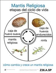Tarjetas del Ciclo de Vida de una Mantis Religiosa (Printed)