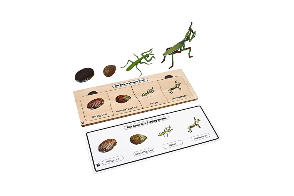 Life Cycle Set: Praying Mantis