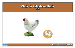 Ciclo de Vida de un Pollo - Tarjetas de Nomenclatura (Printed)