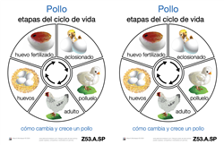 Ciclo de Vida de un Pollo (Printed)