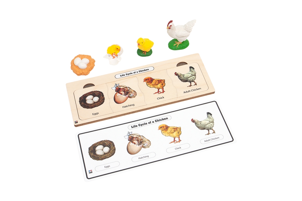 Montessori Materials: Life Cycle Set: Chicken