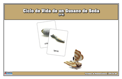 Tarjetas de Nomenclatura del Ciclo de Vida de un Gusano de Seda (Printed)