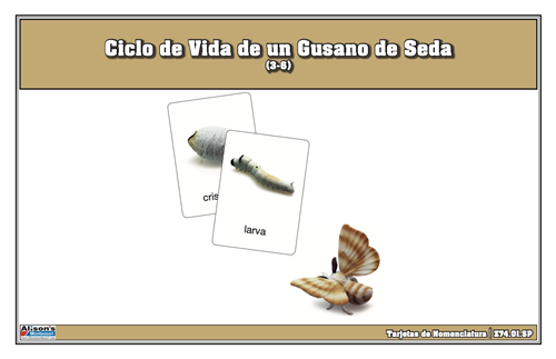 Life Cycle of a Silk Worm Nomenclature Cards (Spanish)