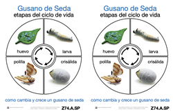 Tarjetas Sobre el Ciclo de Vida de un Gusano de Seda (Printed)
