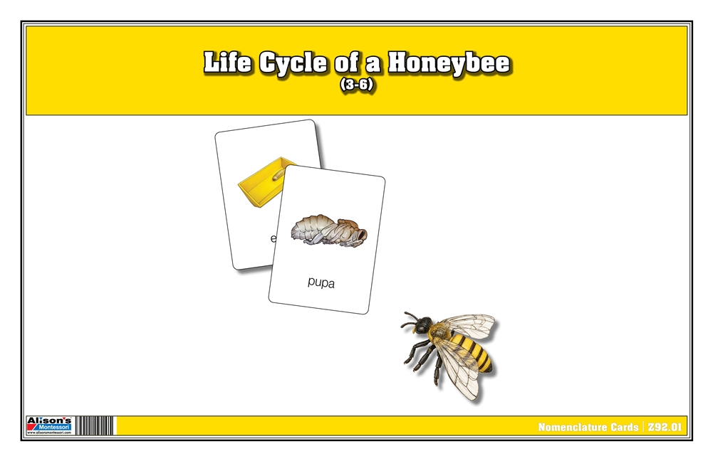 Life Cycle of a Bee Nomenclature Cards