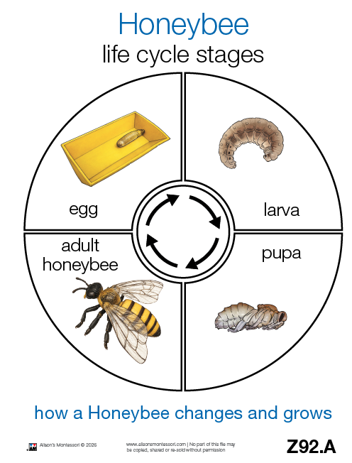 Life Cycle of a Bee