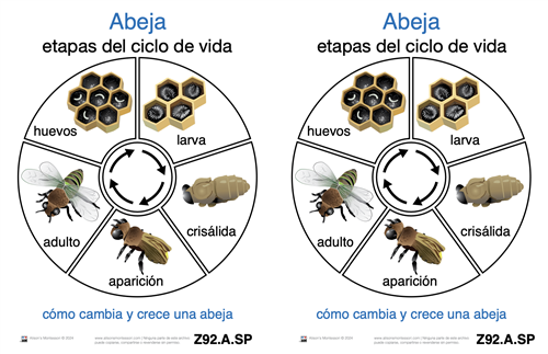 Life Cycle of a Bee (Spanish)