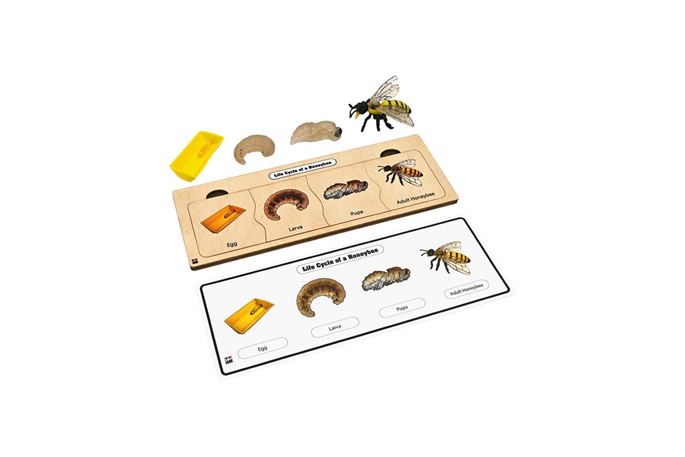Montessori Materials: Life Cycle Set: Bee