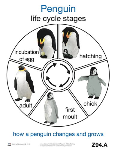 Life Cycle of a Penguin