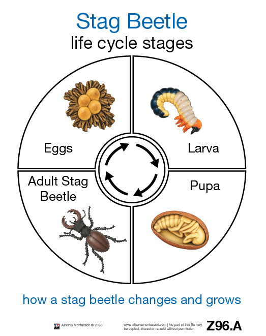 Life Cycle of a Stag Beetle Cards