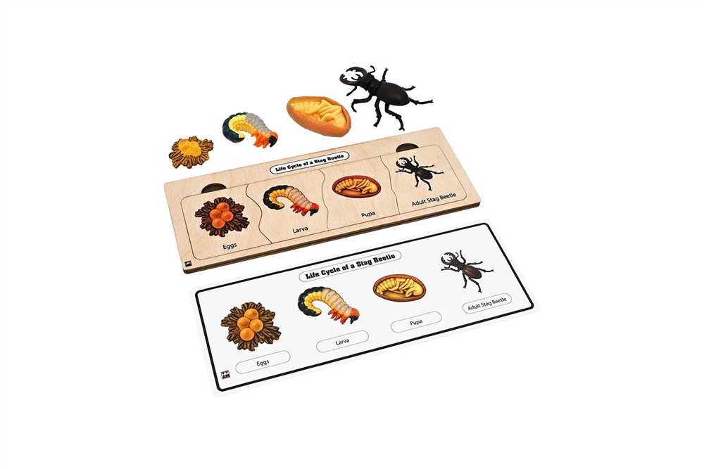 Life Cycle Set: Beetle