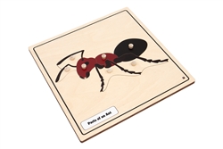 Parts of an Ant Knobbed Puzzle