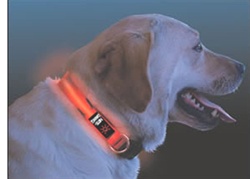 Nite Dawg L.E.D. Collar