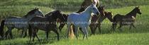 Mustang Horse Rear Window Graphic