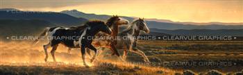 Three Amigos Horse Rear Window Graphic