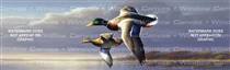 Mallards In Flight Birds & Ducks Rear Window Graphic