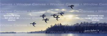 Blue Bills At Dawn Birds & Ducks Rear Window Graphic