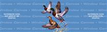 Mallard Trio Birds & Ducks Rear Window Graphic