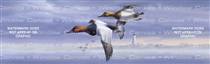 Canvasbacks Birds & Ducks Rear Window Graphic