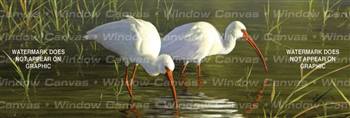 Ibis Birds & Ducks Rear Window Graphic