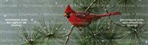 Winter Snowfall Cardinal Birds & Ducks Rear Window Graphic
