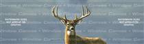 Autumn Whitetails I Deer Rear Window Graphic