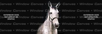 Bob's Horse Rear Window Graphic