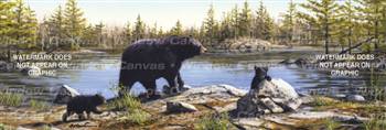 Black Bears Wildlife Rear Window Graphic