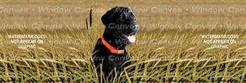 Black Lab Dog Rear Window Graphic