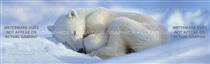 Polar Bear 2 Wildlife Rear Window Graphic