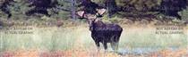 Moose 2 Wildlife Rear Window Graphic