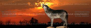 Howling at Sunset Wildlife Rear Window Graphic