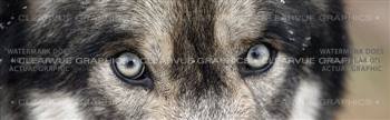 Wolf Eyes Wildlife Rear Window Graphic