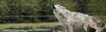 Grey Wolf Wildlife Rear Window Graphic