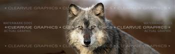 Wolf Portrait Wildlife Rear Window Graphic