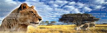 Lions Wildlife Rear Window Graphic