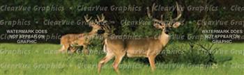 Buck Fever Wildlife Rear Window Graphic