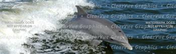 Dolphin Wildlife Rear Window Graphic