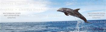 Dolphin Jumping Wildlife Rear Window Graphic