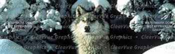 Snow Wolf Wildlife Rear Window Graphic