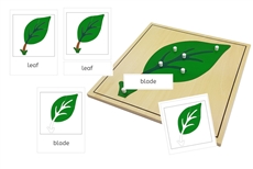 Parts of a Leaf 3-Part Cards (PDF)