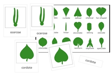 Leaf Shapes 3-Part Cards (PDF)