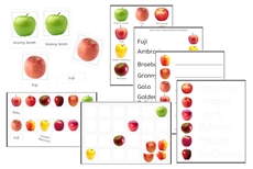 Apples Exercise Set (PDF)